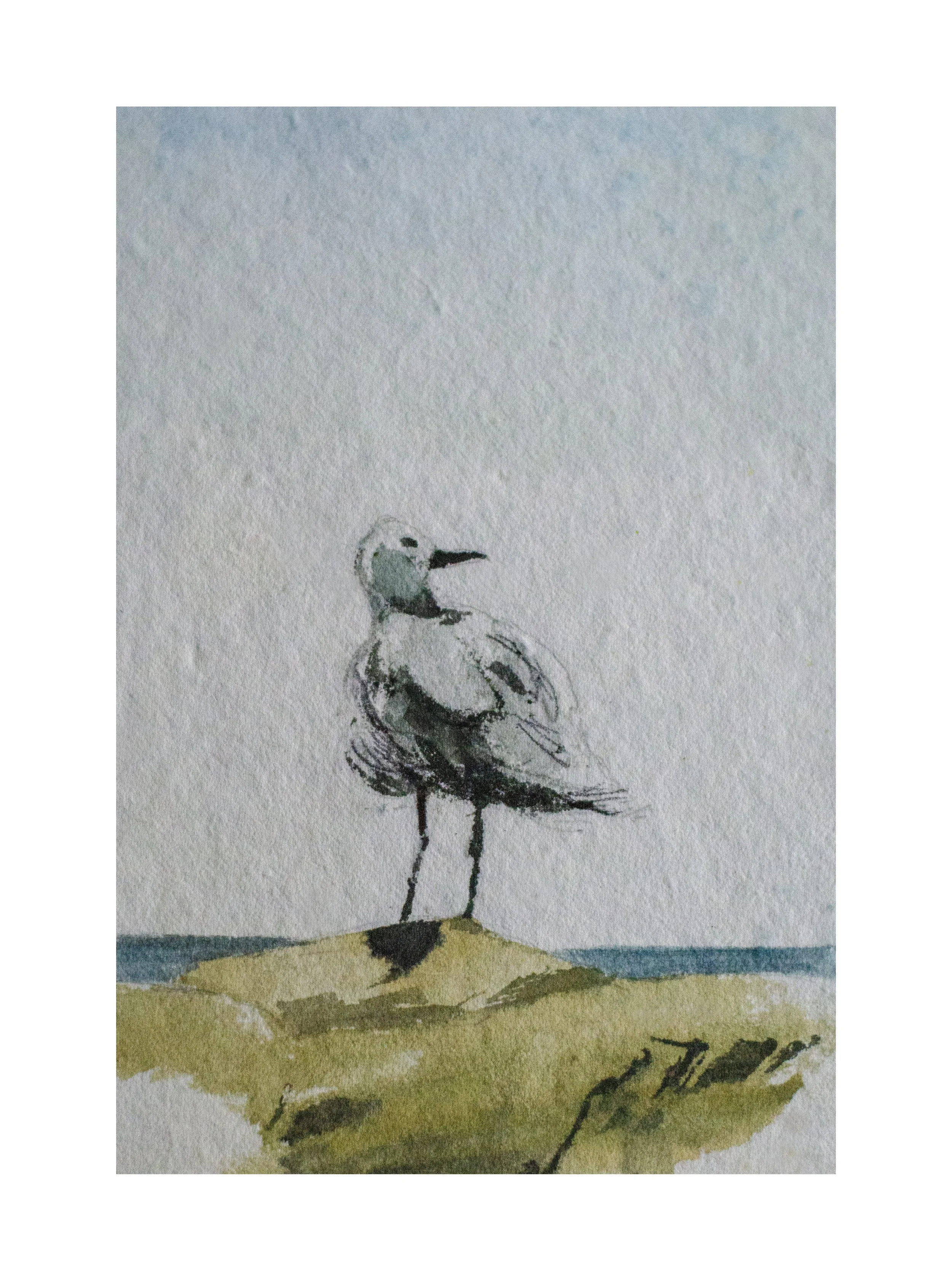 Seagull.jpg