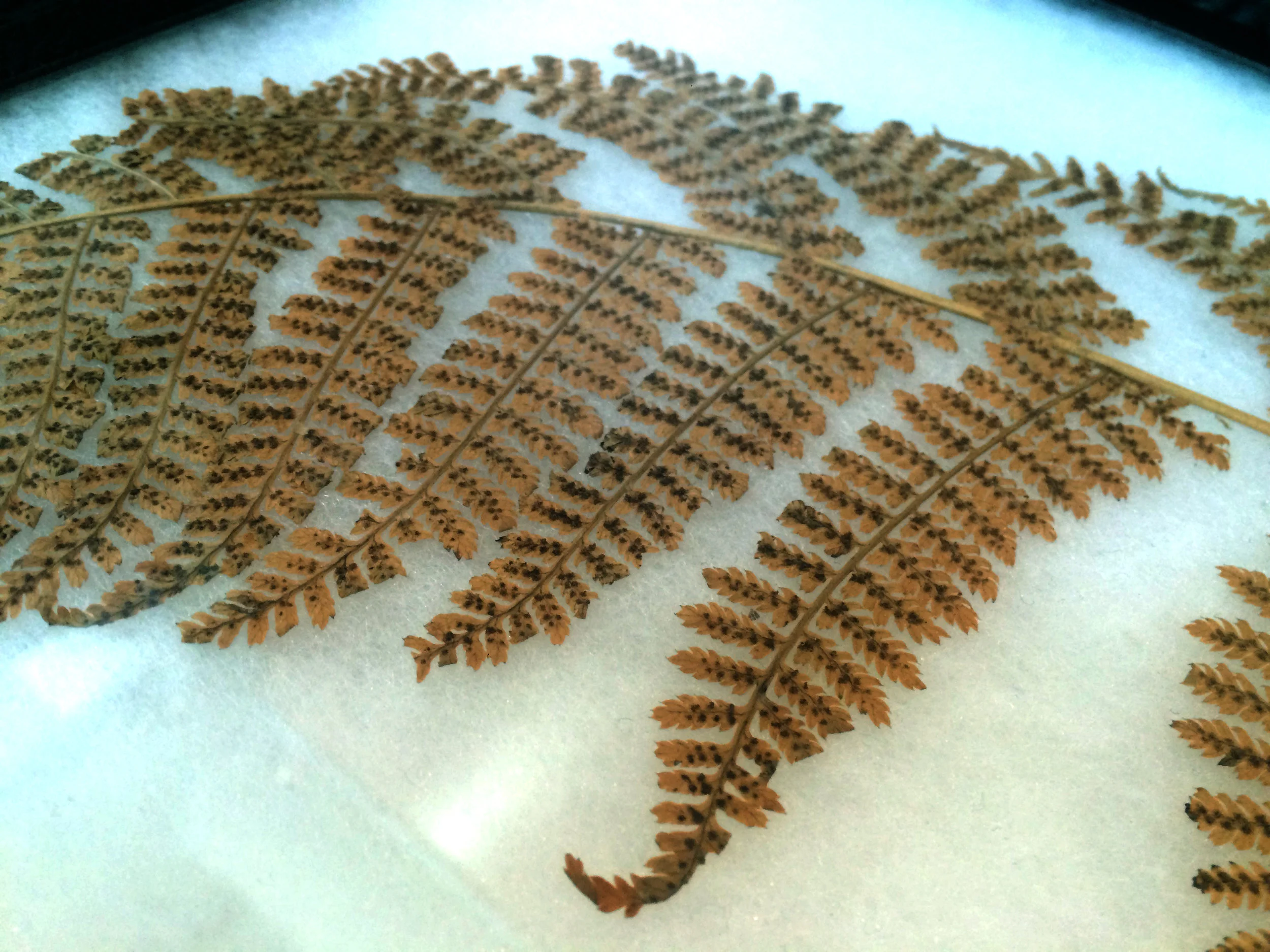Observations from the North Carolina Natural Science Museum