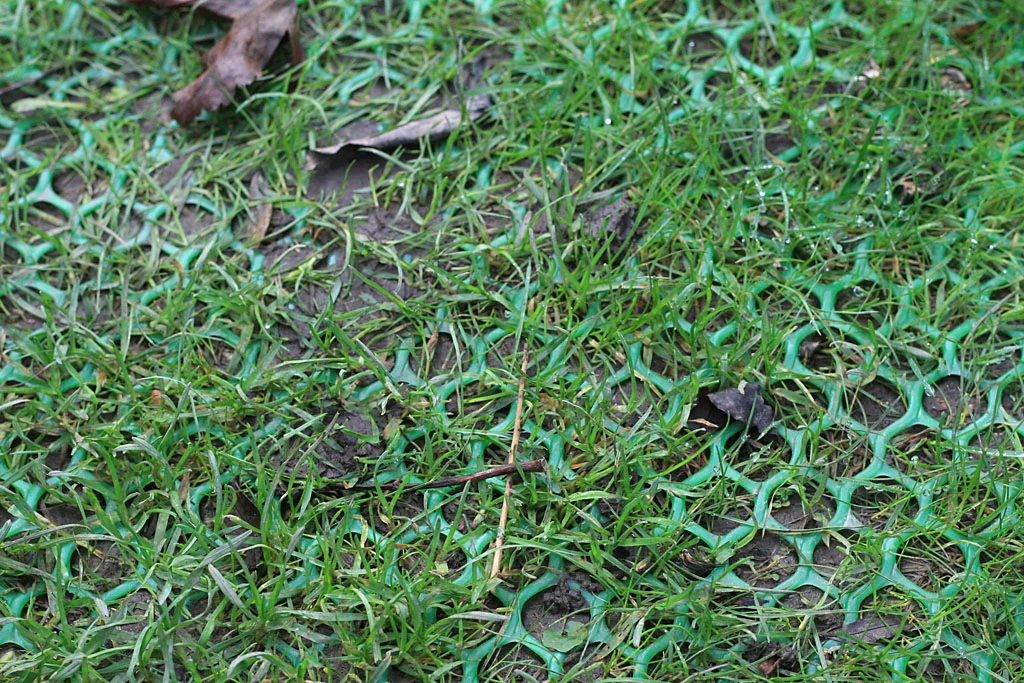 grass.jpg