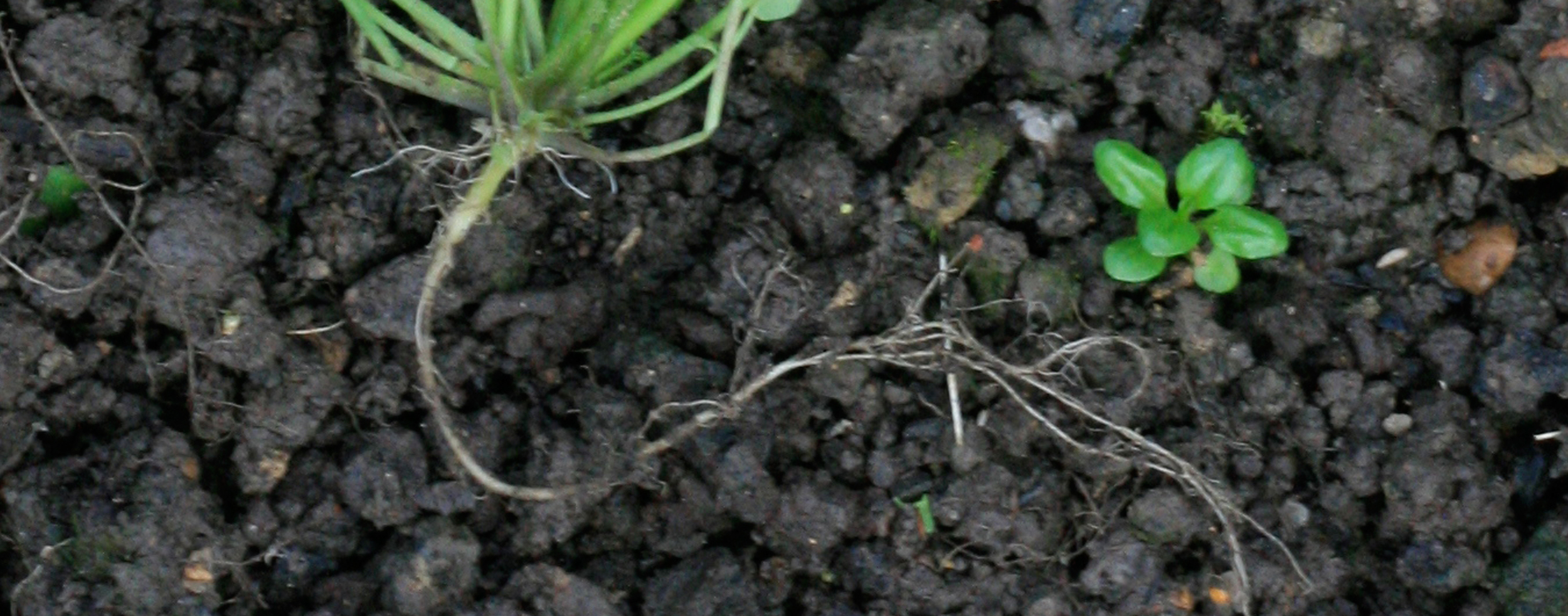 weed-strip.jpg