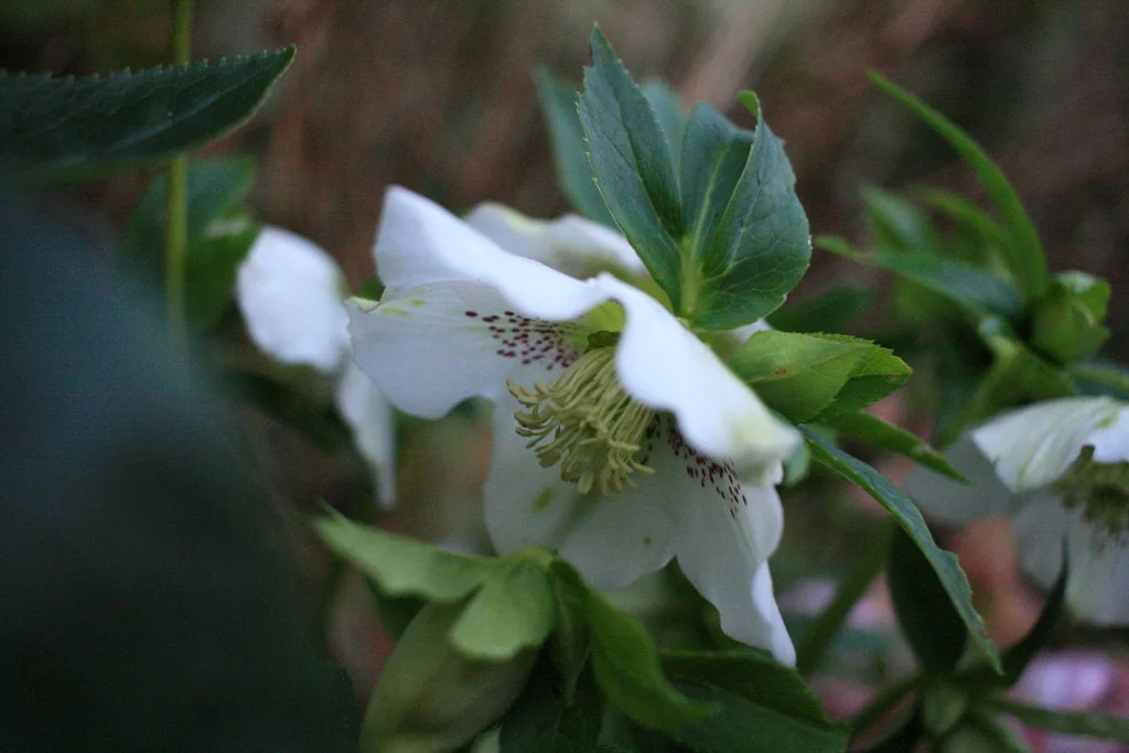 The hellebores have been out for weeks.