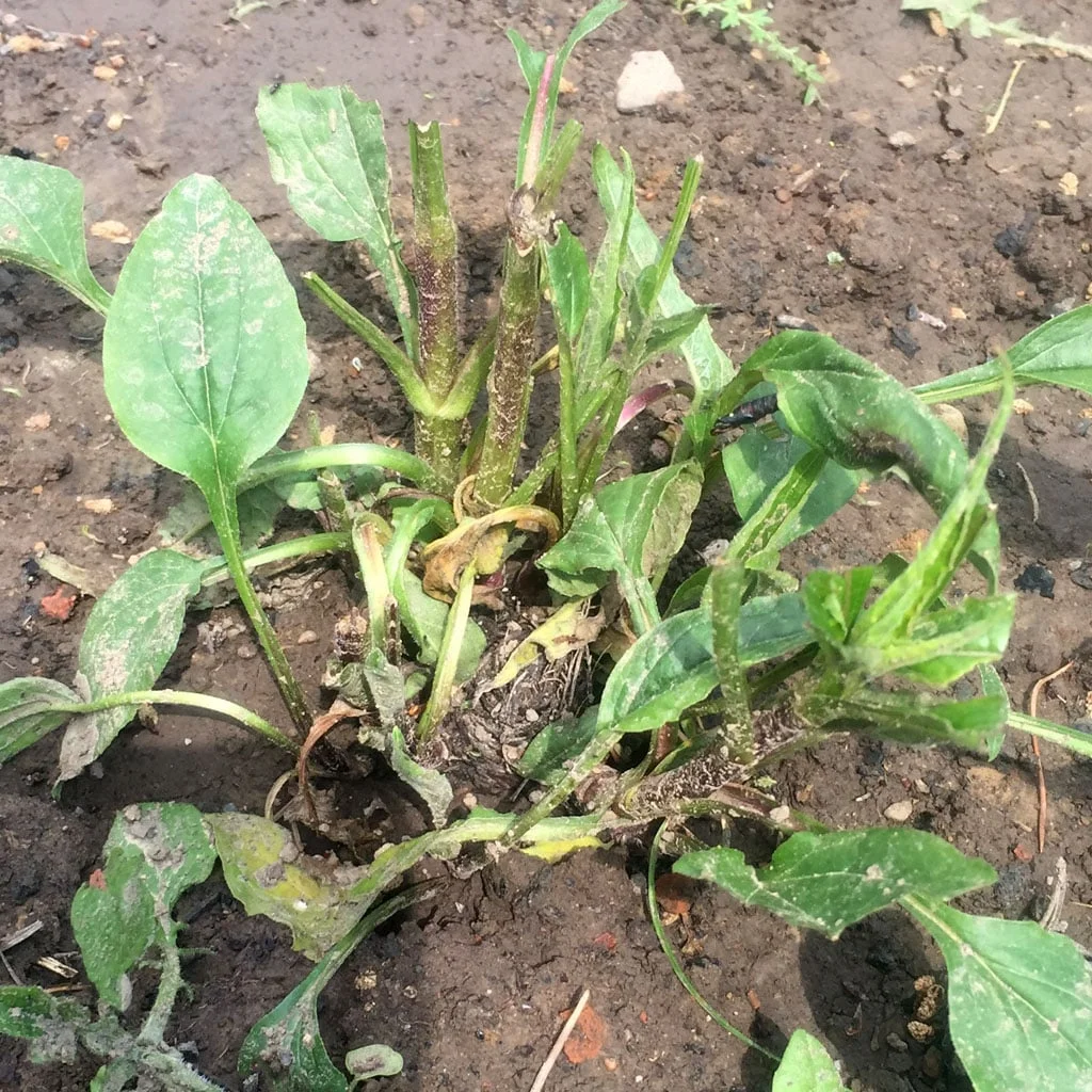 Rabbit-munched – Rudbeckia