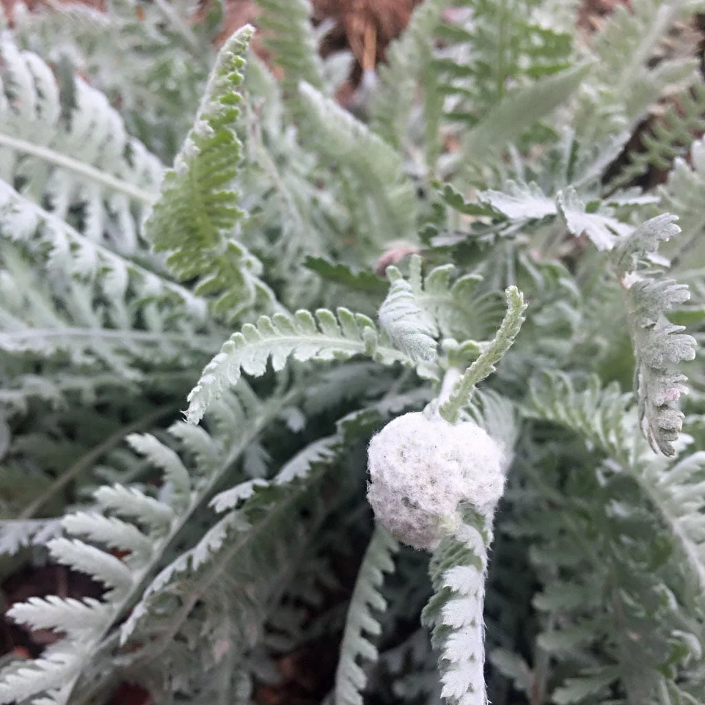Rabbit-proof – Achillea
