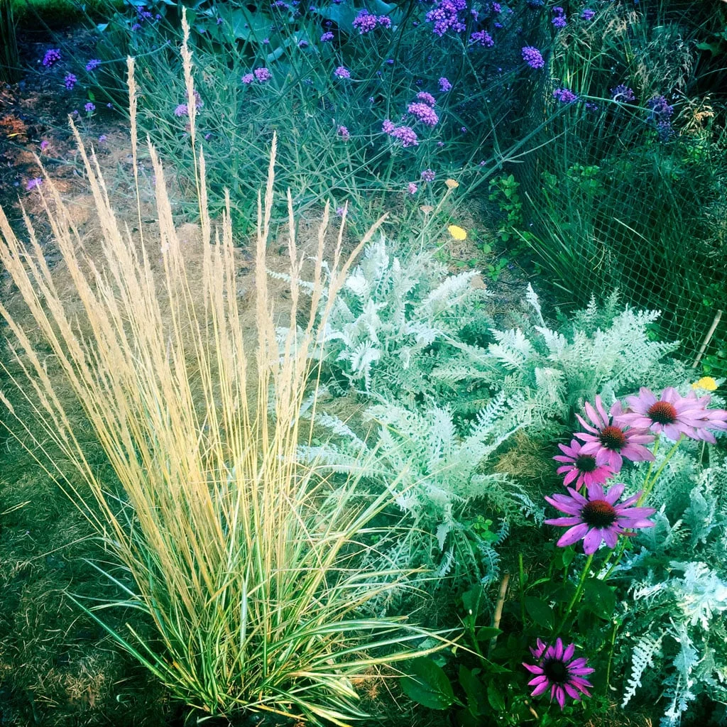 Mesh, top right, protecting a clump of Deschampsia cespitosa 'Goldtau' from hungry rabbits