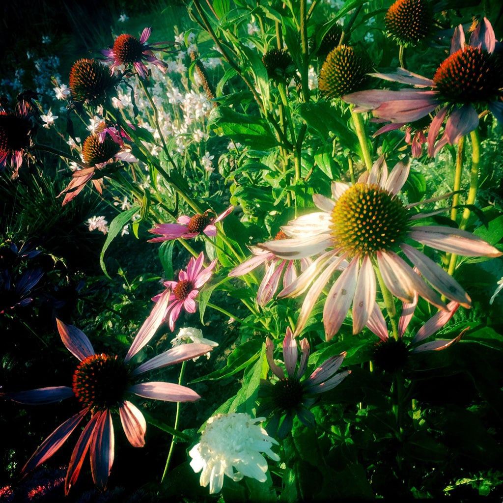 echinacea.jpg