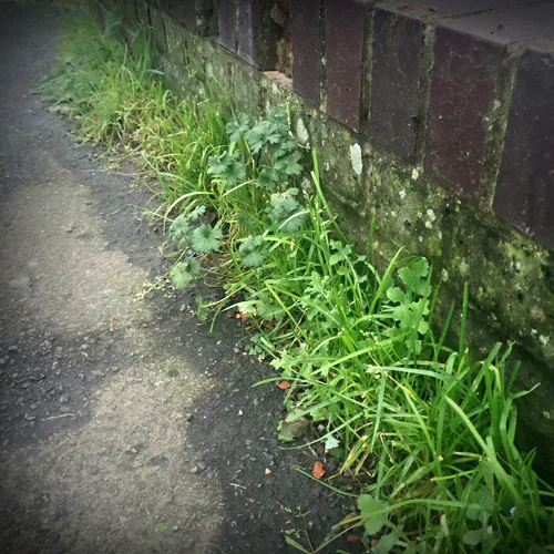A less glamorous location, showing how closely plants coexist within naturally occurring communities.