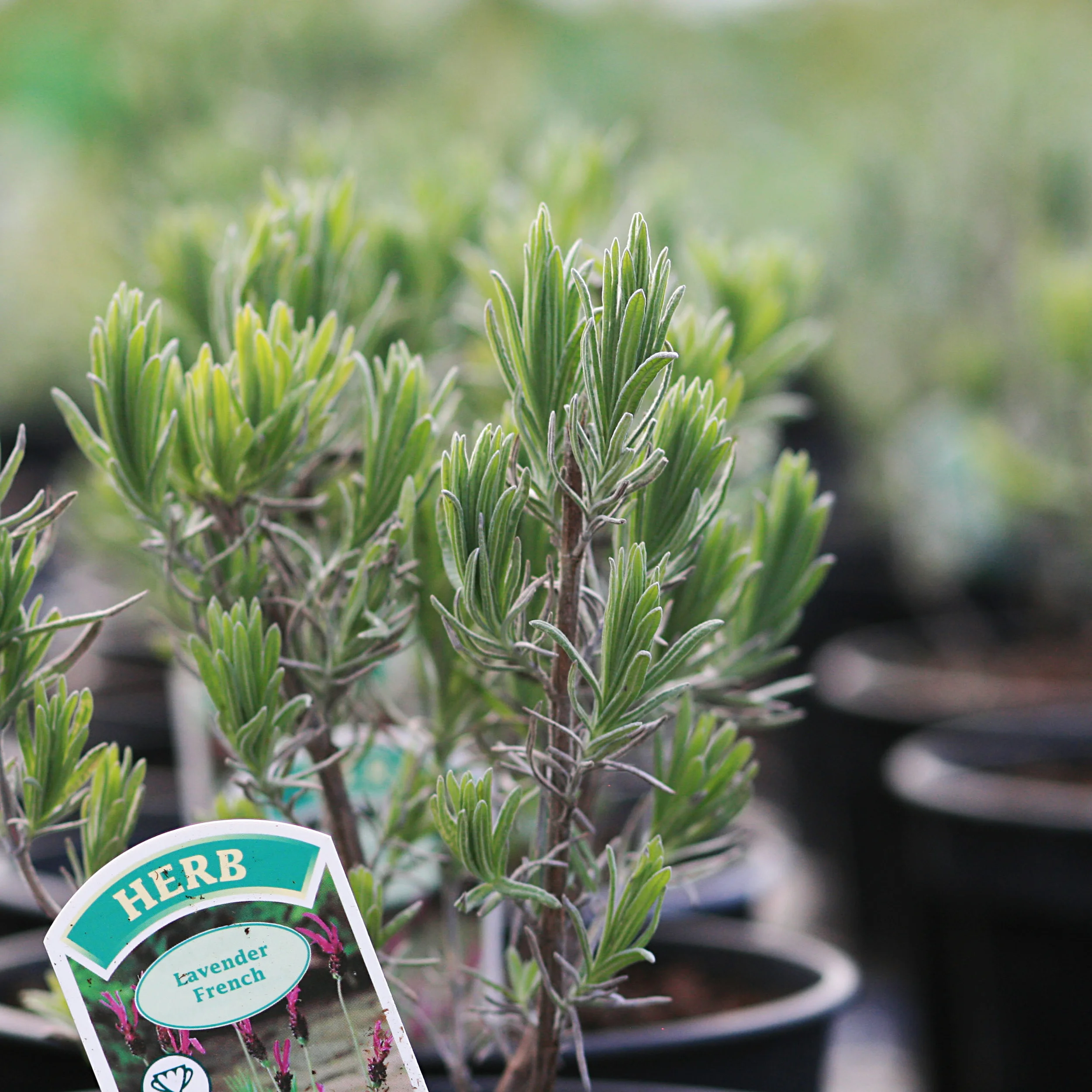 Benches of lavenders and Mediterranean subshrubs