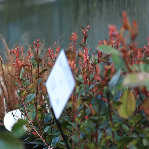 Photinia x fraseri 'Little Red Robin' with it’s red flushed new growth