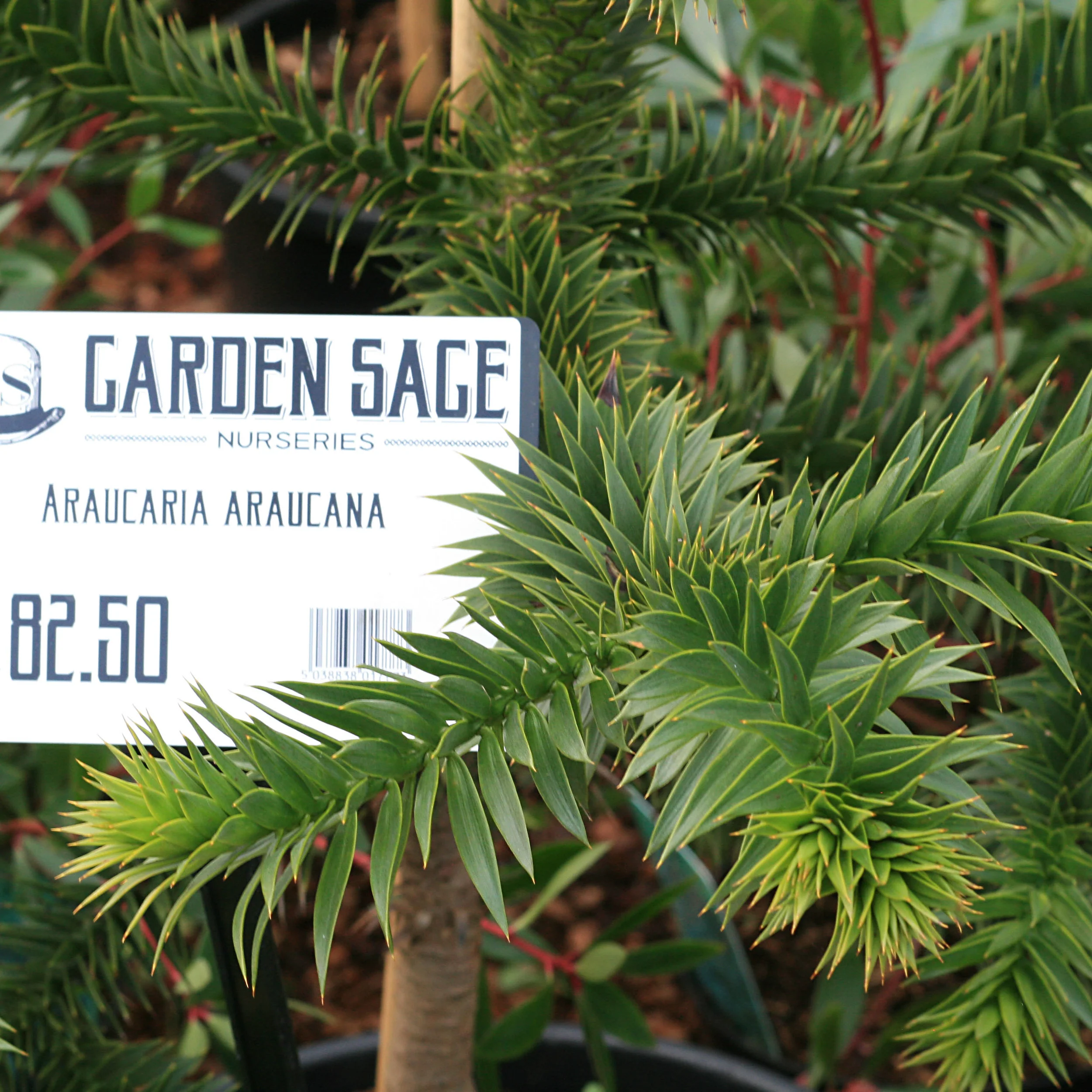 Who can resist a monkey puzzle?
