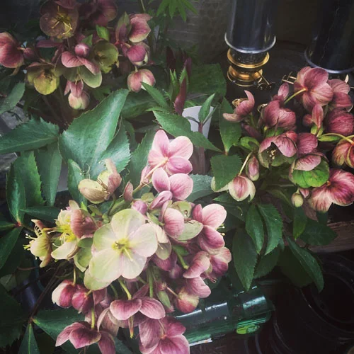 Helleborus x sternii