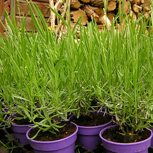 The lavender arrives - May 2006