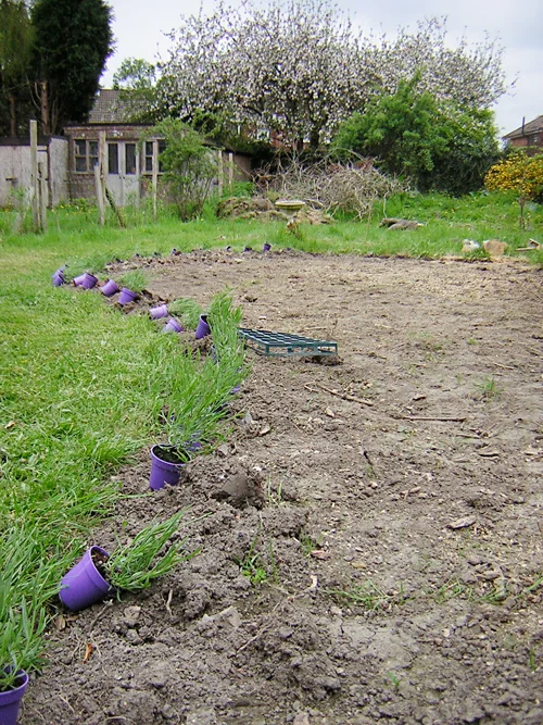 The first planting in the garden of our new home
