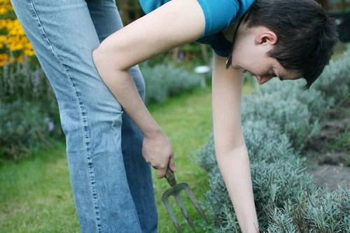 Emma weeding between the lavenders