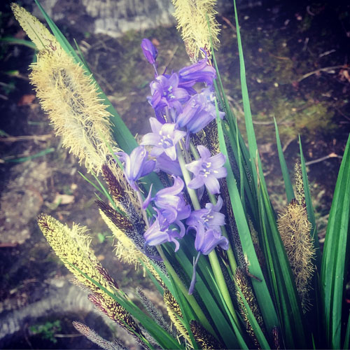 A posy of weedy things. Carex pendula (cut the flowers off before they go to seed!) and hybrid bluebells