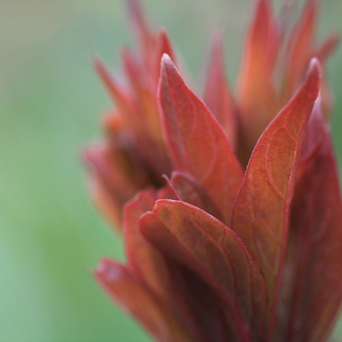 The emerging shoots of Paeonia 'Karl Rosenfeld'
