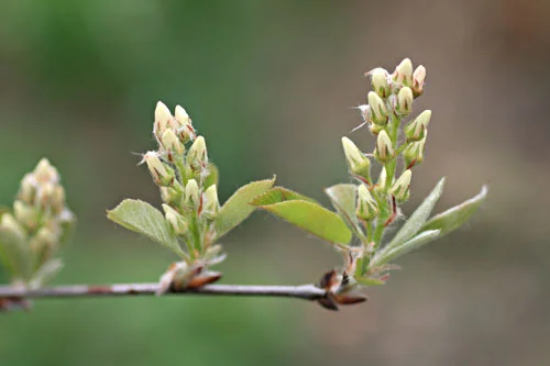 Flower buds a few weeks back on Amelanchier larmarckii . Or possibly A. canadensis. Noone really knows, though many like to pretend.