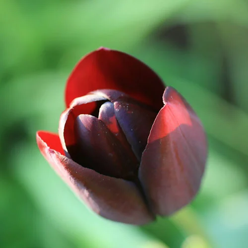 The very gorgeous Tulip 'Queen of the Night'. So bist du meiner Tochter nimmermehr .