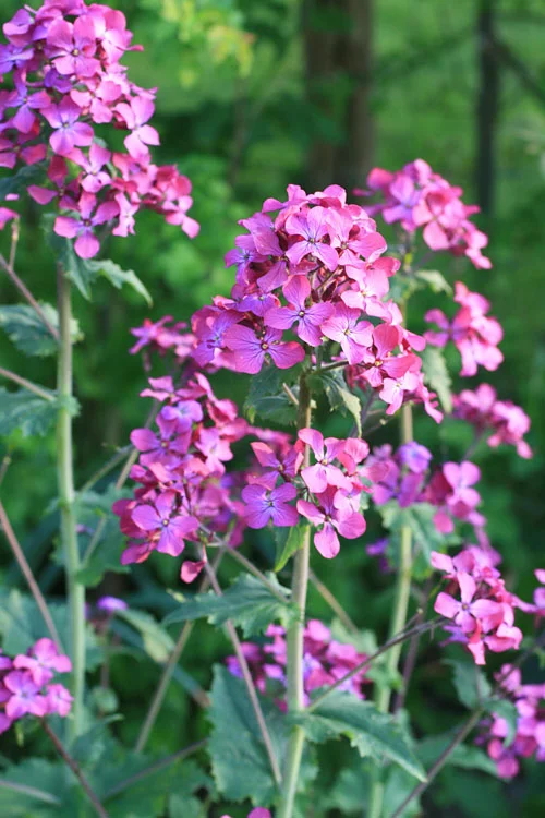 Honestly, one of my favourites, for spring colour and summer seed pods. Bog standard Lunaria annua , seed nicked from the gardens of our great friends Mab and Lou Burgess several houses ago.
