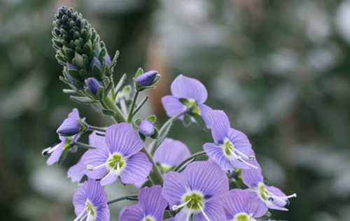 Veronica ‘Mountain Breeze’