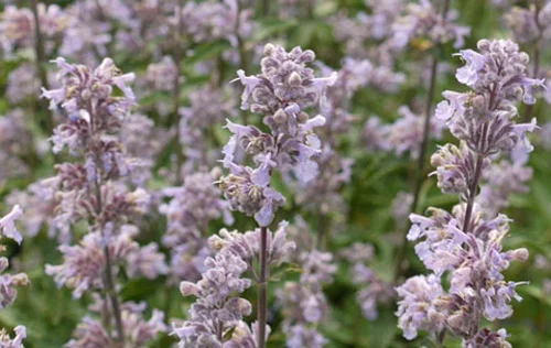 Nepeta x faassenii ‘Crystal Cloud’