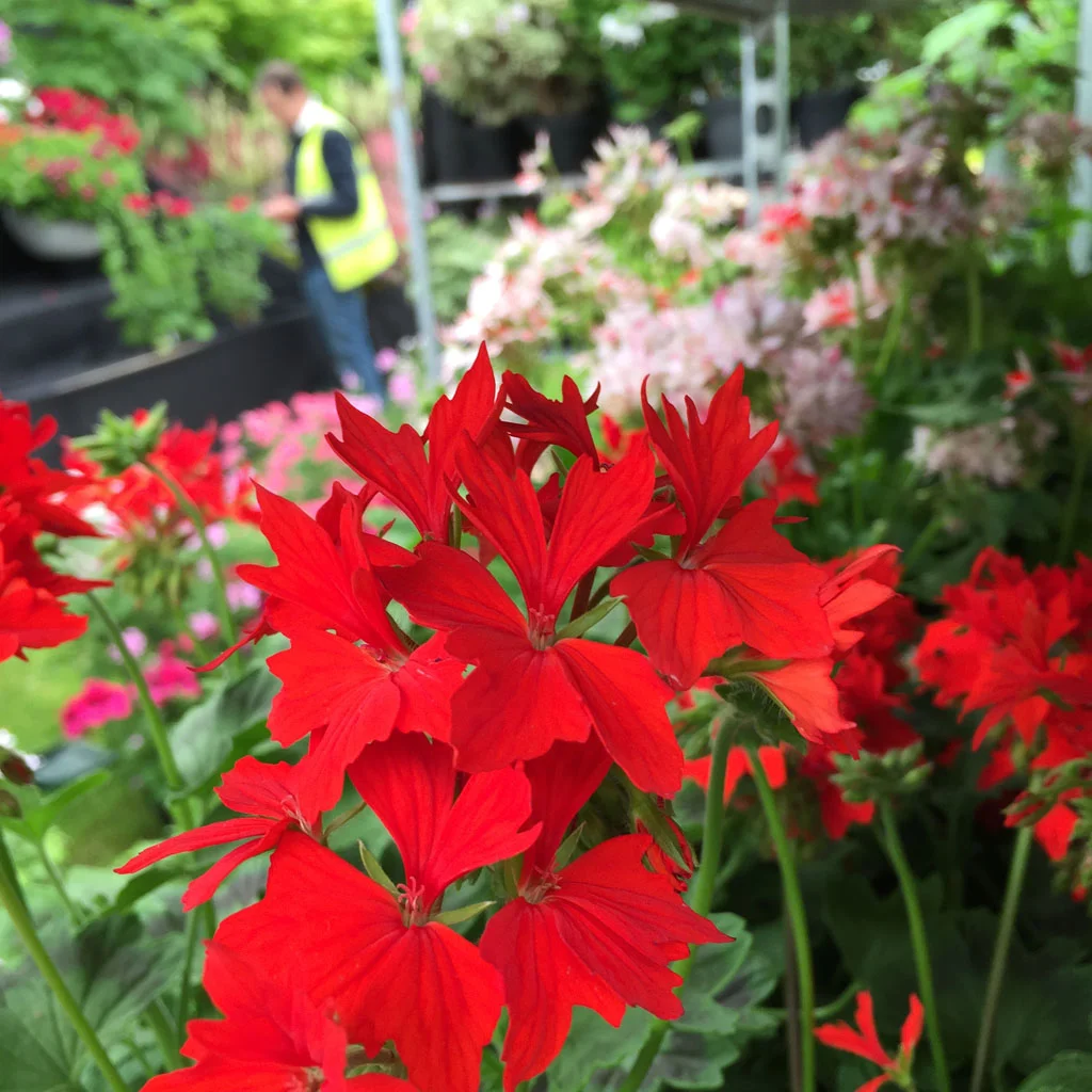 Preparing Fibrex Nurseries’ pelargonium display for another Cheslea gold