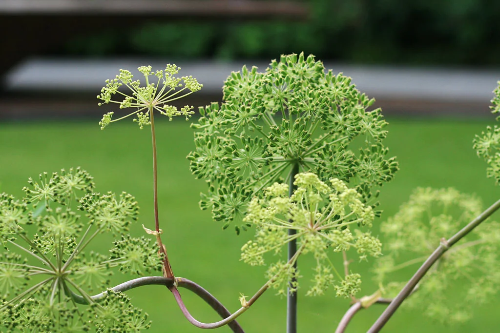 Detail from Jo Thompson’s Chelsea Barracks Garden for Qatari Diar, RHS Chelsea Flower Show 2016