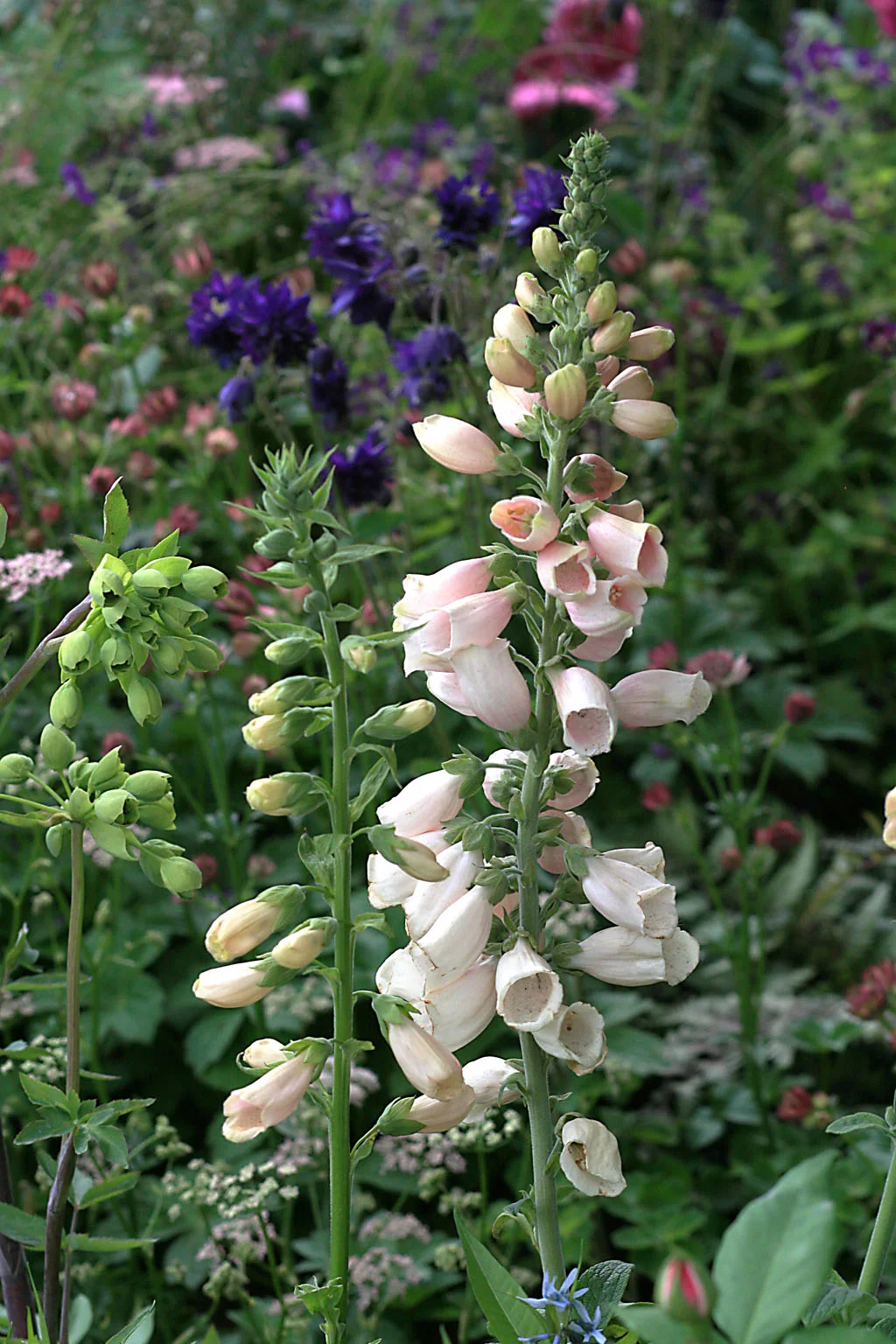 Detail from Jo Thompson’s Chelsea Barracks Garden for Qatari Diar, RHS Chelsea Flower Show 2016