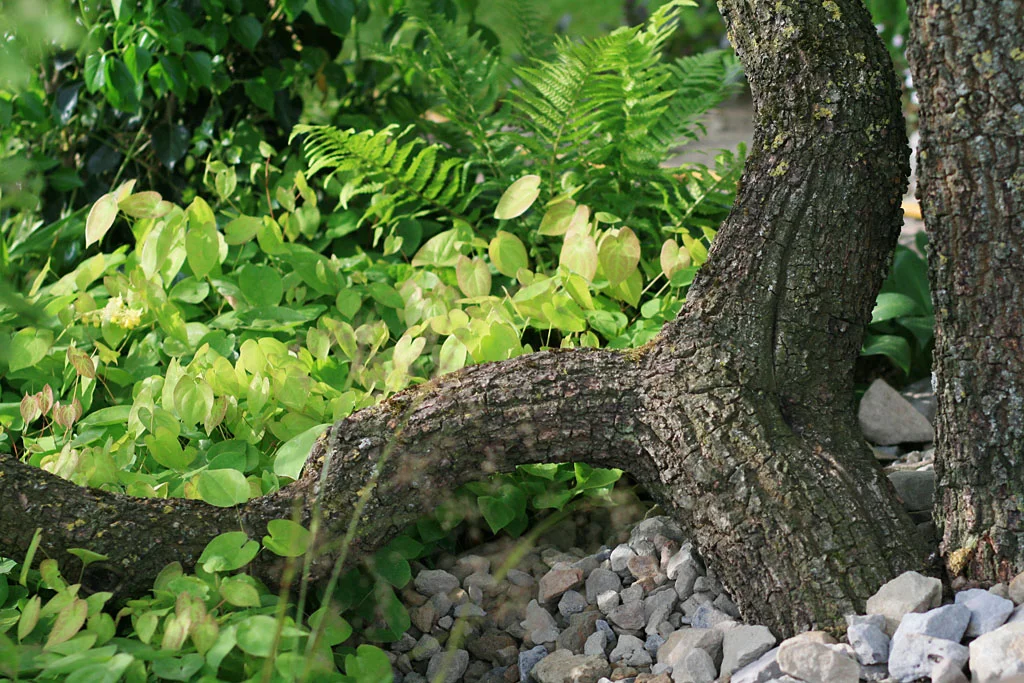 Detail from Cleve West’s M&G Garden , RHS Chelsea Flower Show 2016