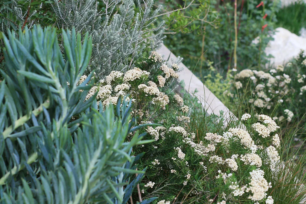 Detail from Andy Sturgeon’s garden for The Telegraph , RHS Chelsea Flower Show 2016