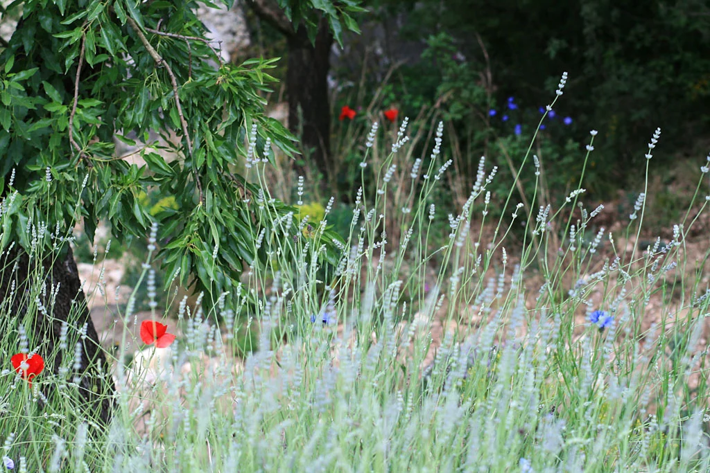 Detail from James Basson’s L’Occitane Garden , RHS Chelsea Flower Show 2016