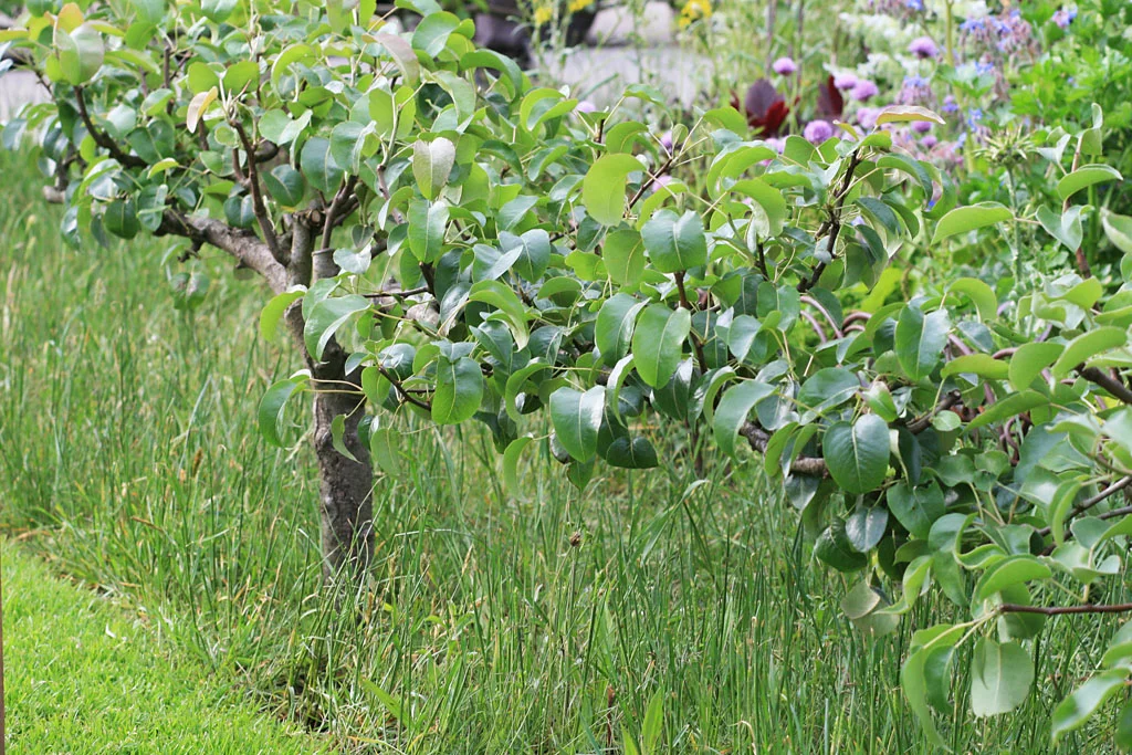 Detail from Jekka McVicar’s Modern Apothecary Garden for St John’s Hospice RHS Chelsea Flower Show 2016