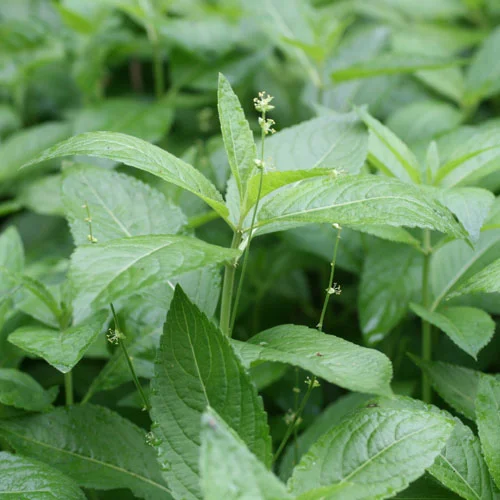 Dog’s mercury, Mercurialis perennis