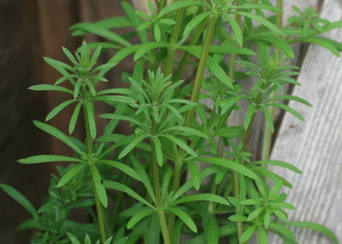 Goosegrass, Gallium aparine