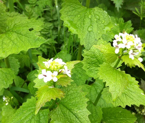 Garlic mustard, Alliaria petiolata