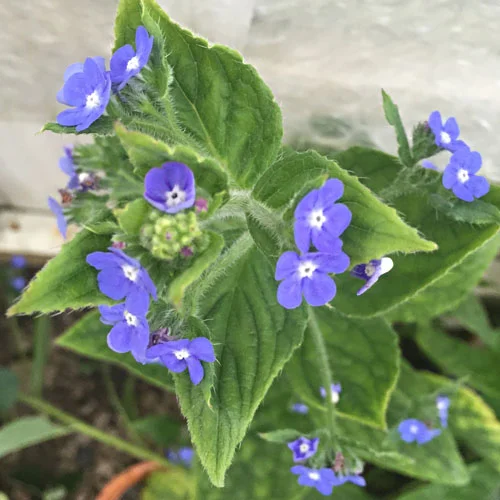 Green alkanet, Pentaglottis sempervirens