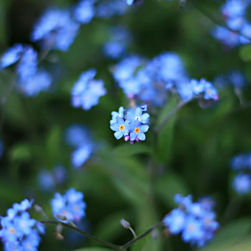 Forget-me-not, Myosotis sylvatica