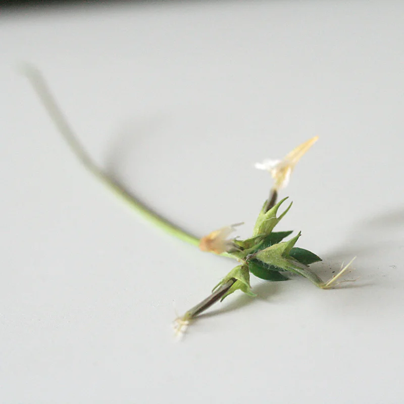 Semi-ripe seed pods.