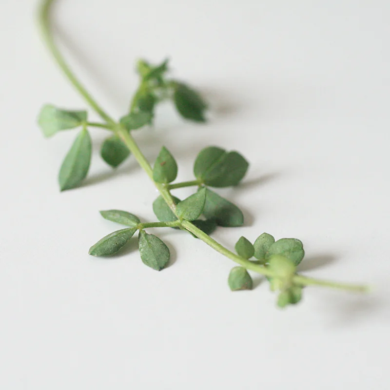 Detail showing the arrangement of the compound leaves