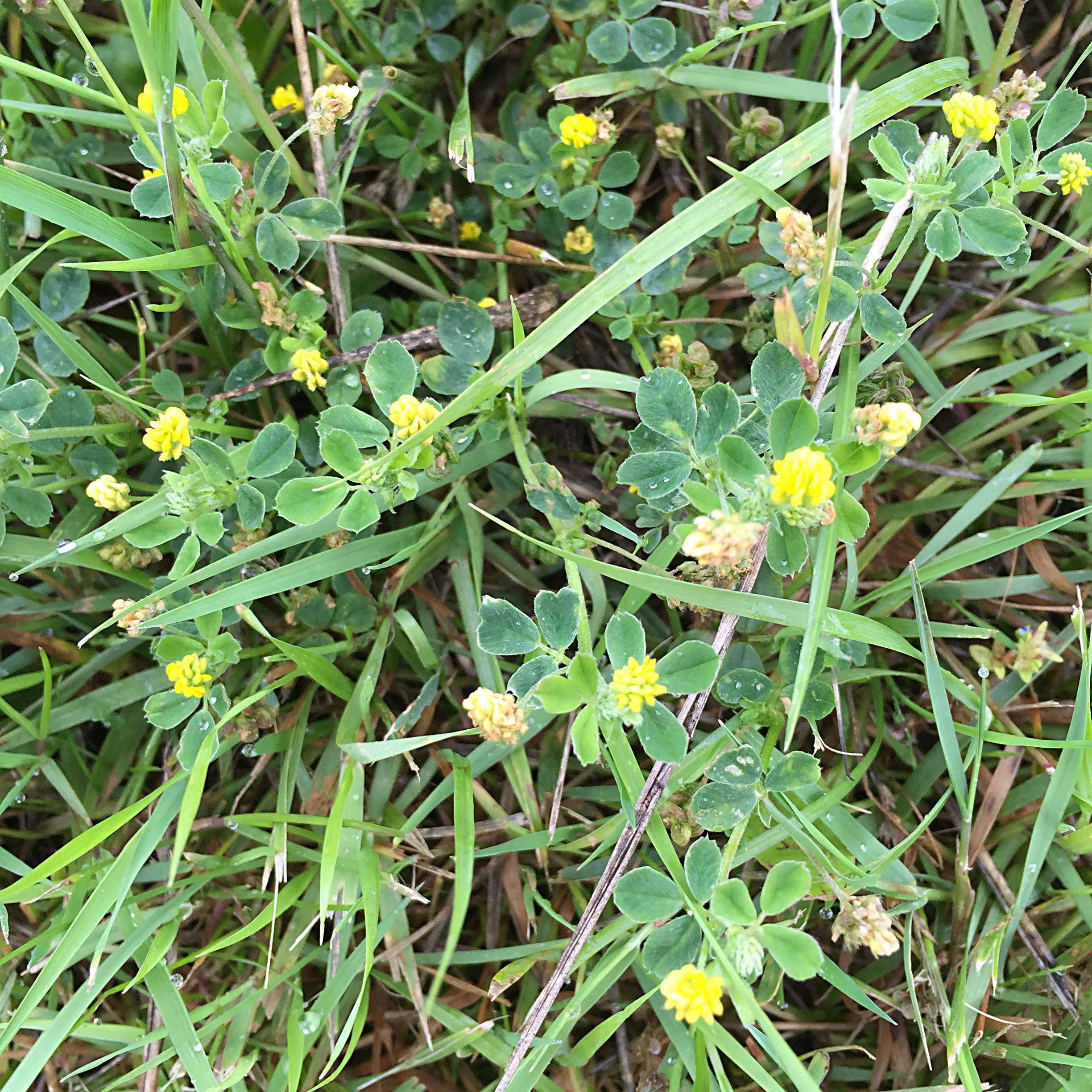 Distant cousin Trifolium campestre among the grass.
