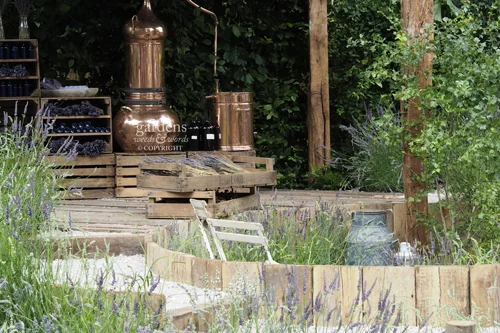 Detail from Shropshire Lavender’s Lavender Garden