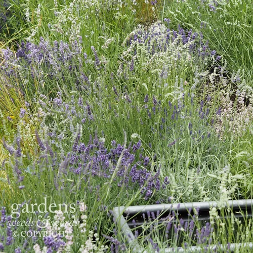 Detail from Shropshire Lavender’s Lavender Garden Detail from Shropshire Lavender’s Lavender Garden