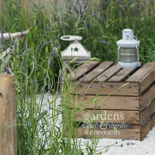 Detail from Shropshire Lavender’s Lavender Garden