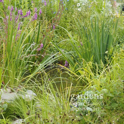Detail from the Working Wetlands garden by Jeni Cairns.