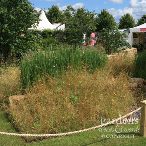 Now what’s going on here? An abrubt beginning to Zoflora’s garden of Outstanding Natural Beauty