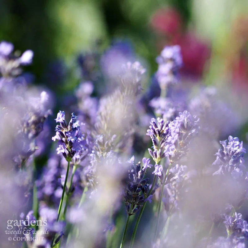 Hardy lavender Lavendula angustifolia 