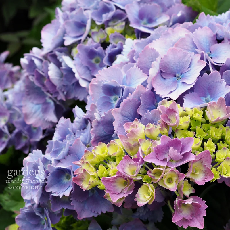 Hydrangea macrophylla , cultivar yet to be identified