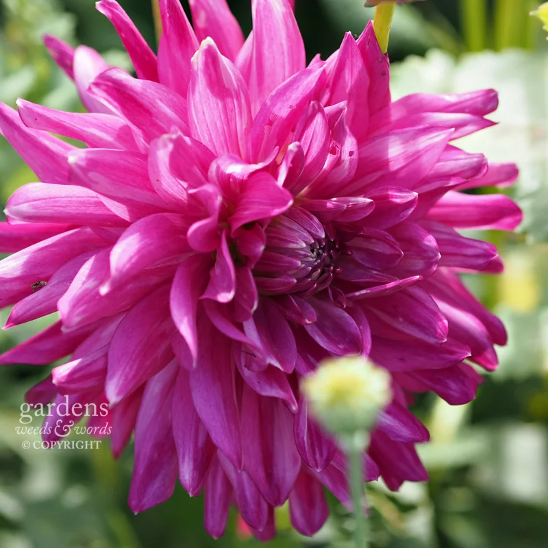 Dahlia 'Pink Diamond'
