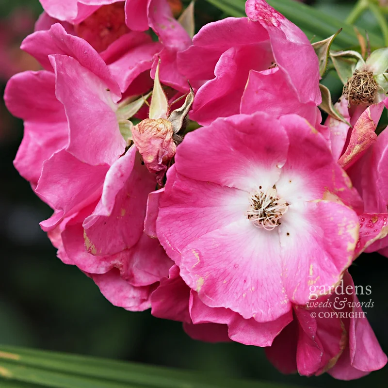 Rosa 'American Pillar'