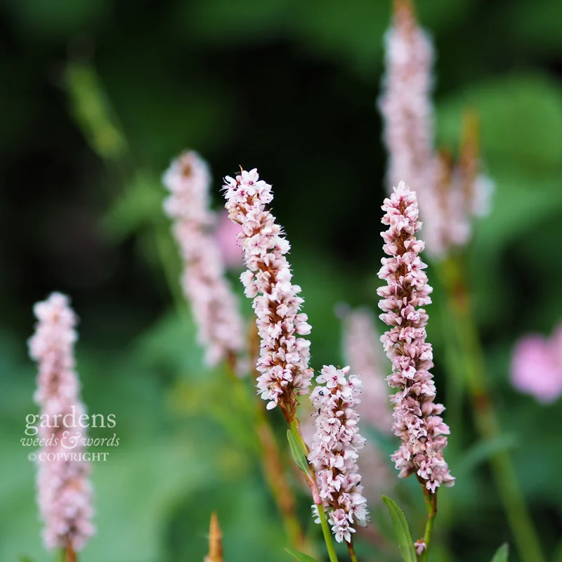 Persicaria affinis 'Superba'