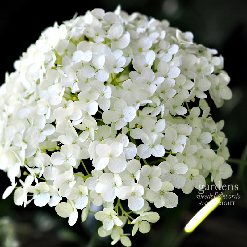 Hydrangea arborescens 'Annabelle'